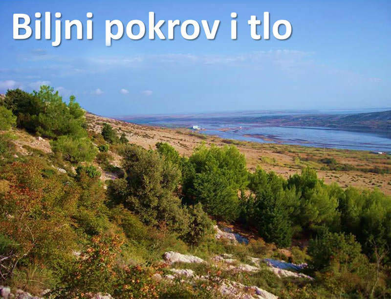 004 - Biljni pokrov i tlo